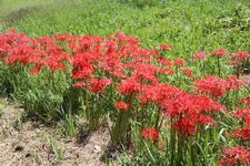 曼珠沙華