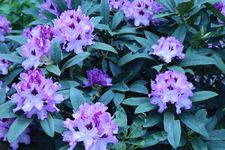 石楠花