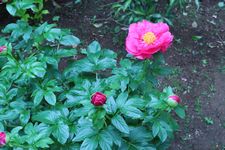 芍薬