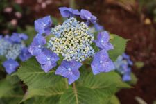 紫陽花2