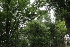公園