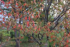紅葉1