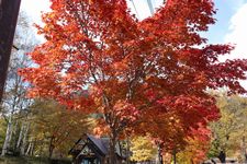紅葉2