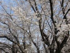 守谷桜