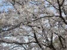 守谷桜2