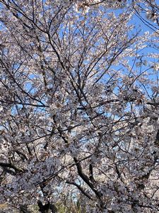 iphone桜