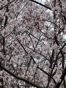 iphone桜2