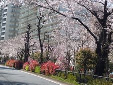 文京桜