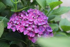 紫陽花1