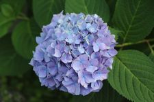 紫陽花2