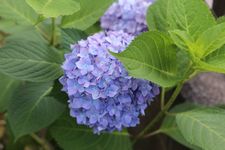 紫陽花3