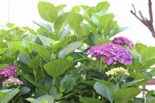 紫陽花4