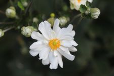 秋明菊4