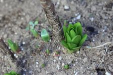 ユリ芽
