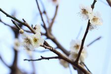 梅